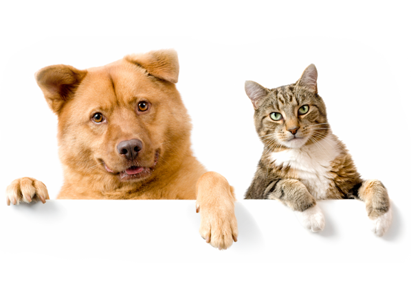 Cat-Dog Classifier